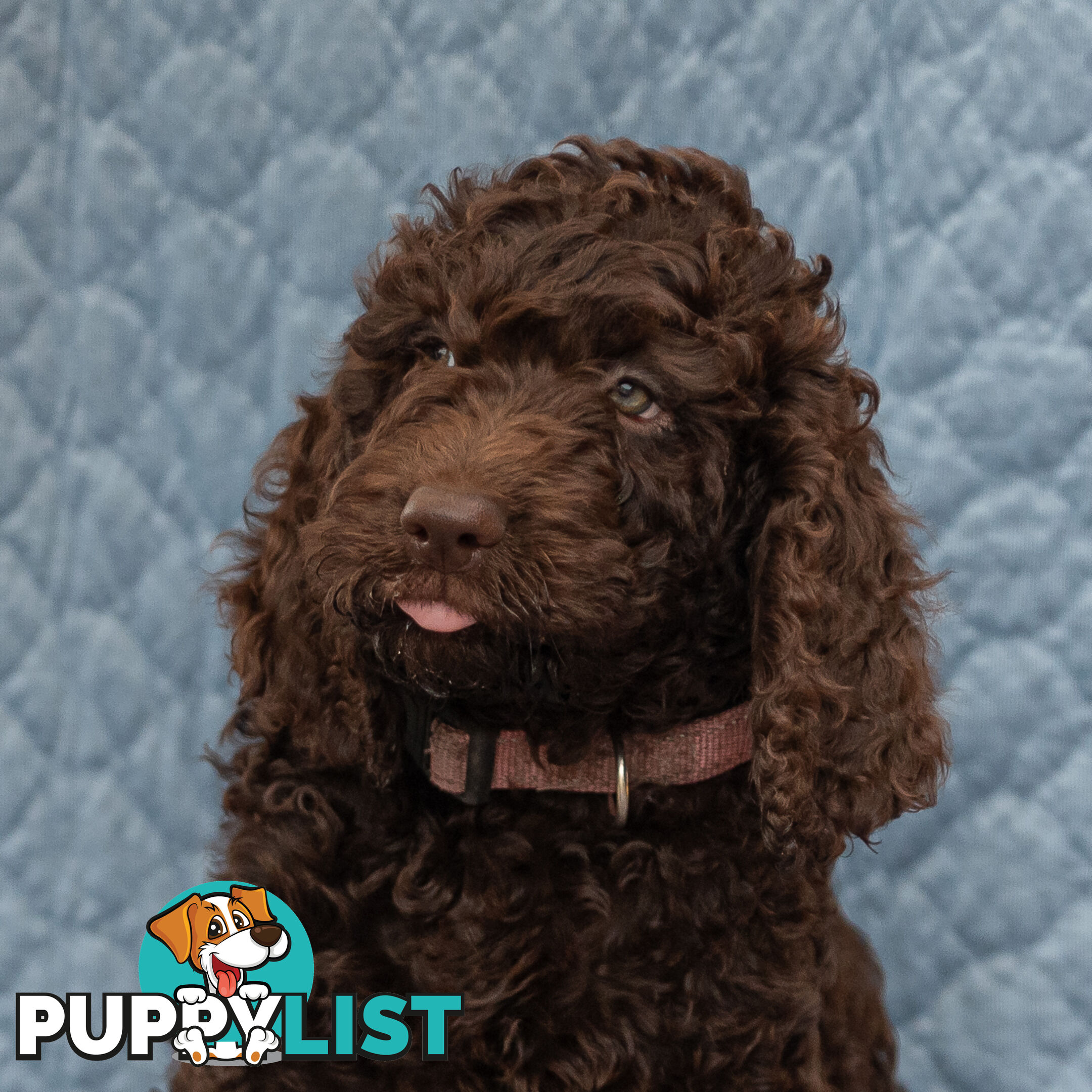 Poodle X Curly Coated Retriever Puppies.