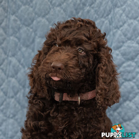 Poodle X Curly Coated Retriever Puppies.