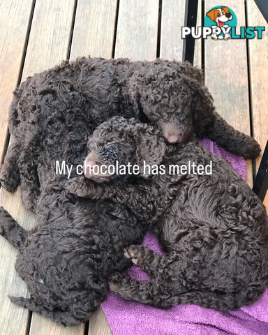 Poodle X Murray River / Curly Coated Retriever Puppies.