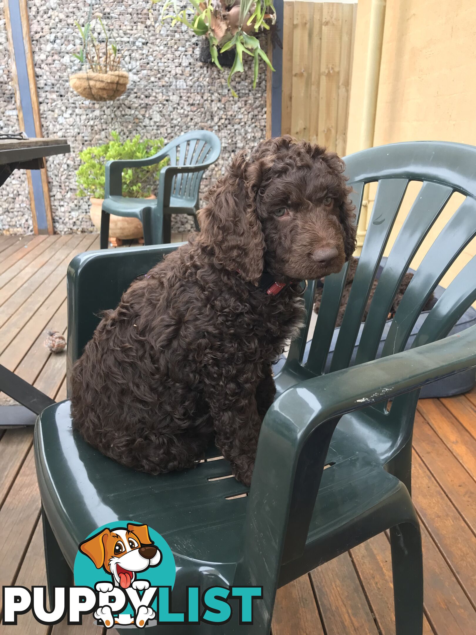 Poodle X Curly Coated Retriever Puppies.