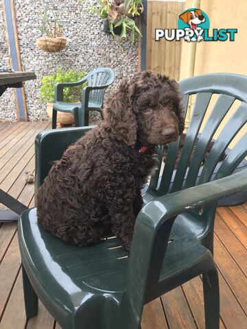 Poodle X Curly Coated Retriever Puppies.