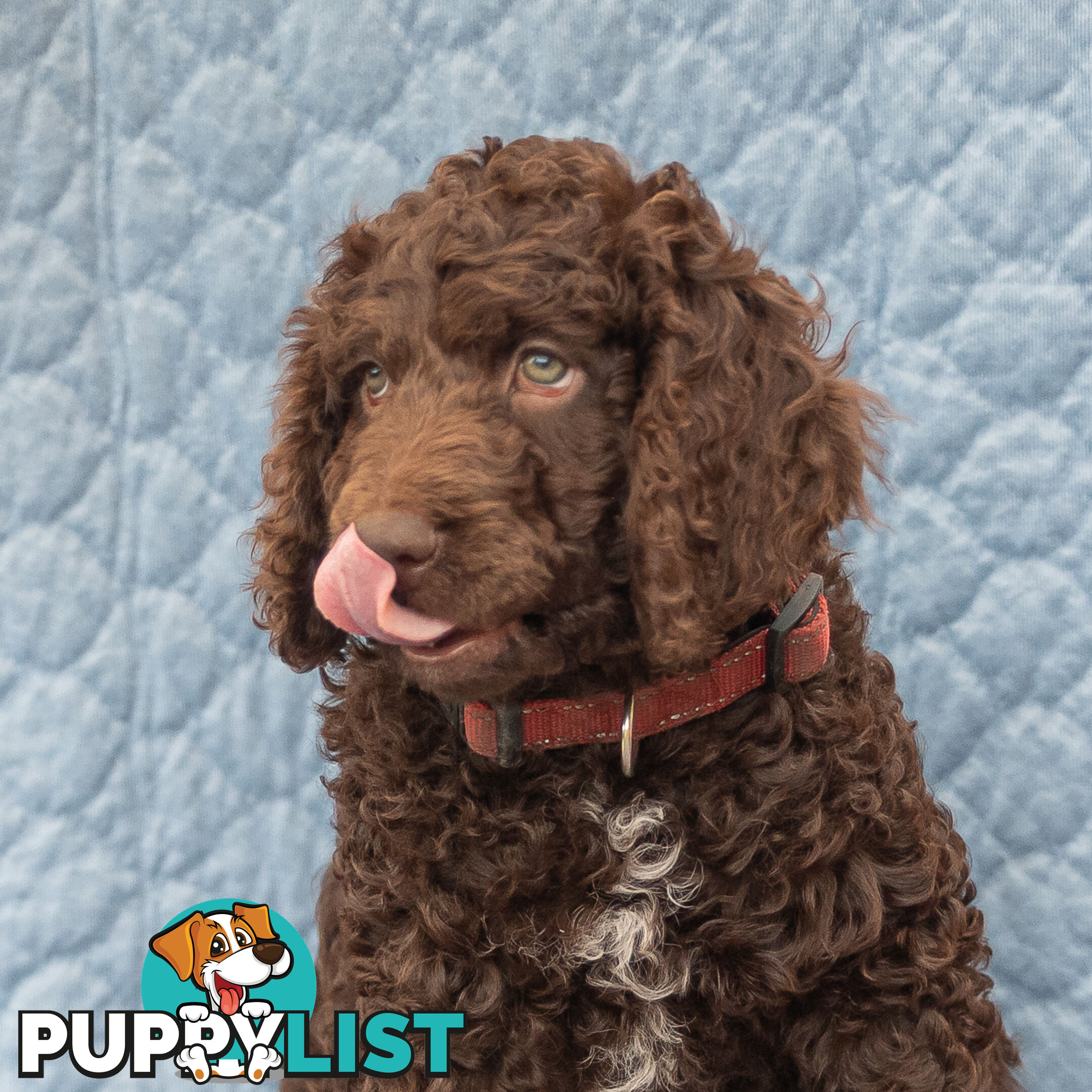 Poodle X Curly Coated Retriever Puppies.