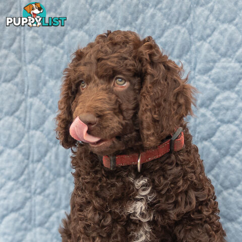 Poodle X Curly Coated Retriever Puppies.