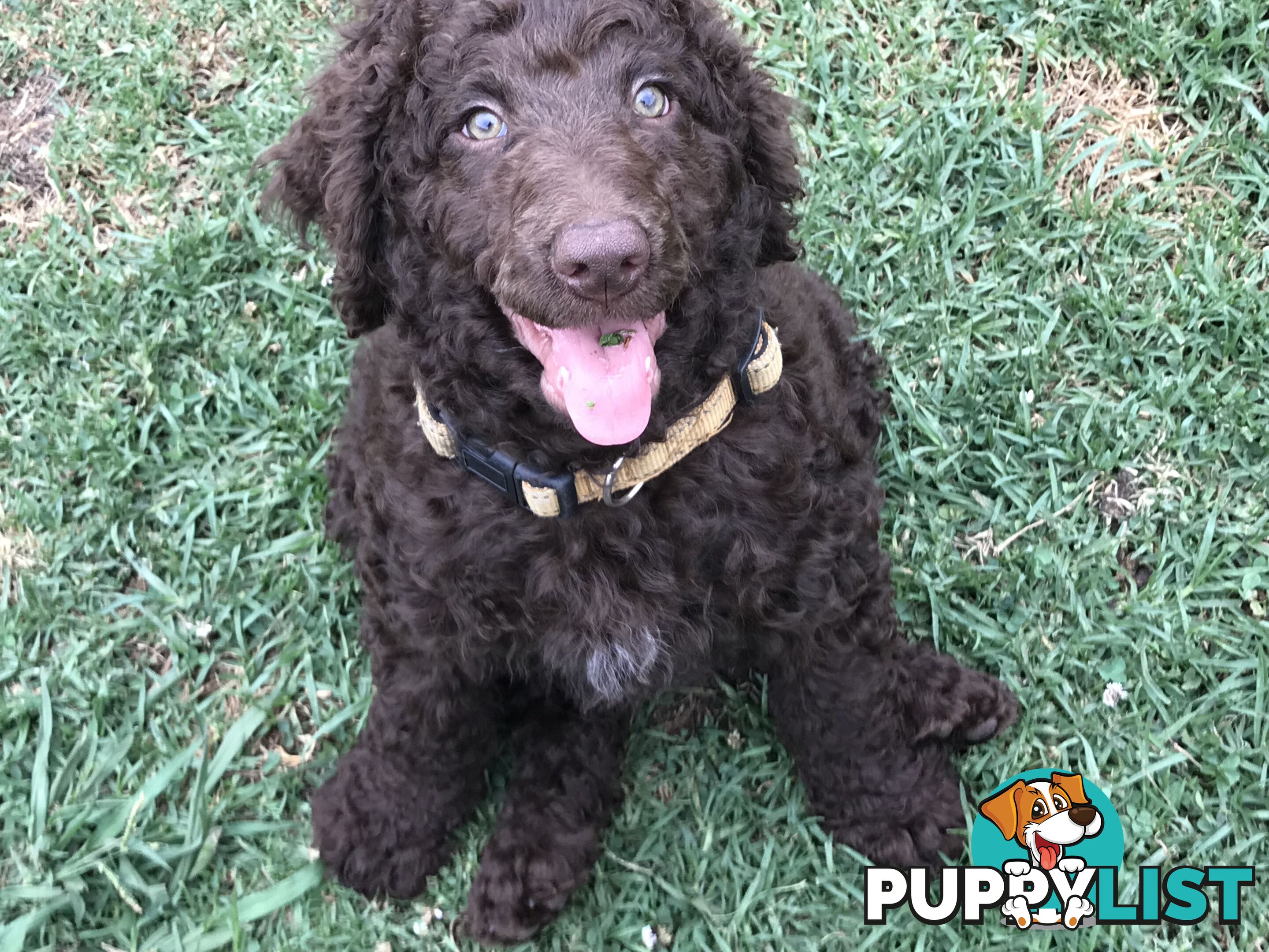 Poodle X Curly Coated Retriever Puppies.