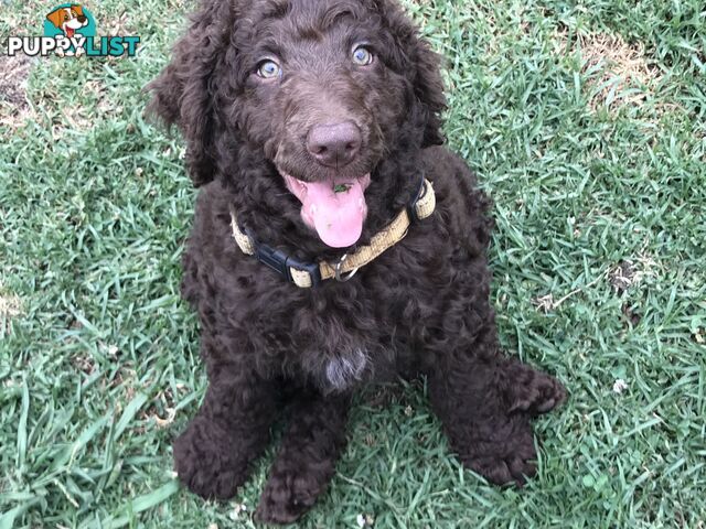 Poodle X Curly Coated Retriever Puppies.