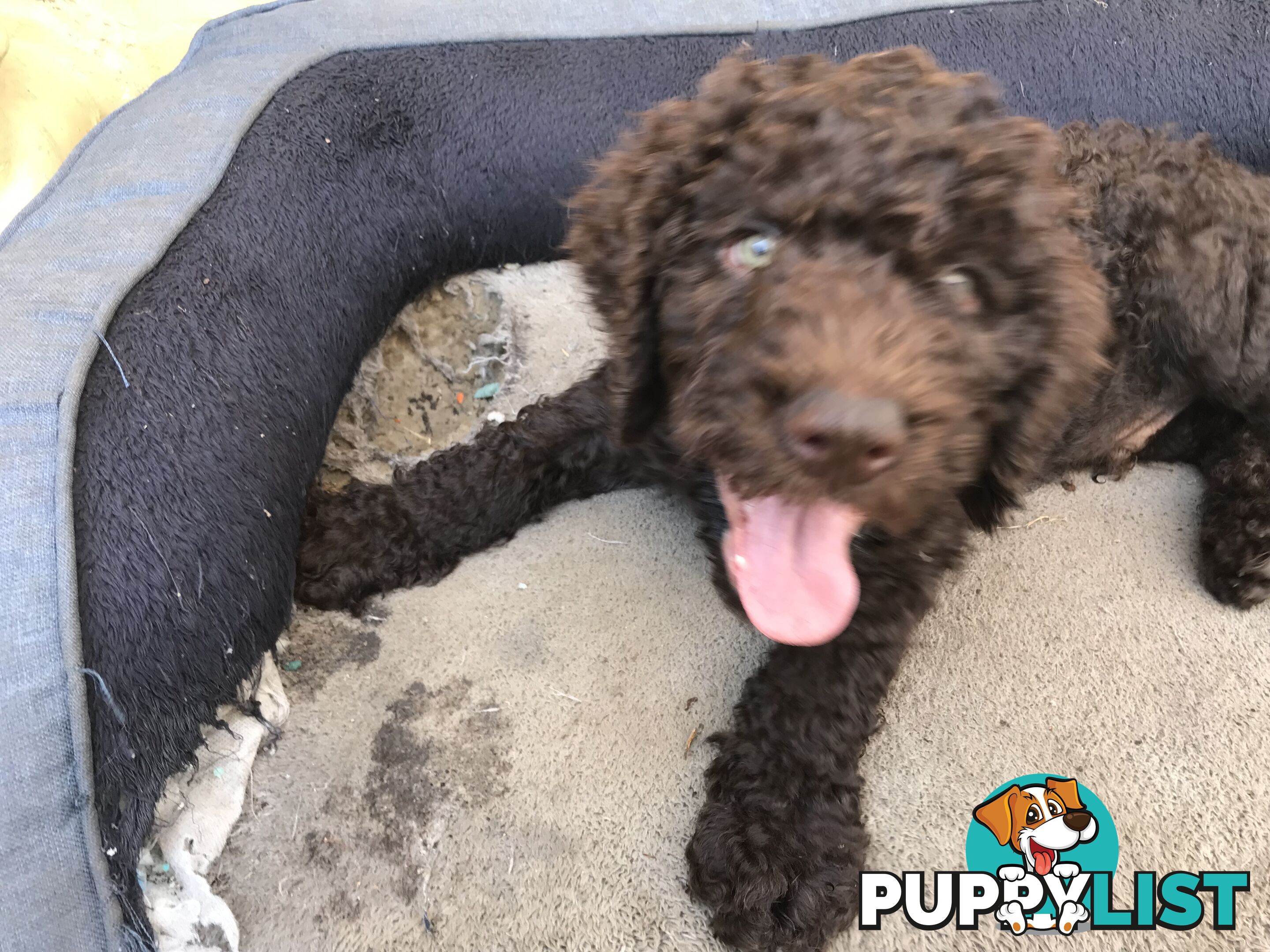 Poodle X Curly Coated Retriever Puppies.