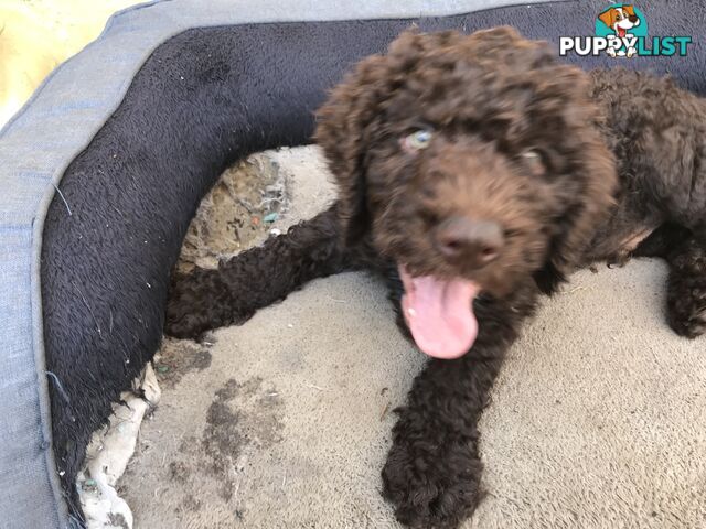 Poodle X Curly Coated Retriever Puppies.