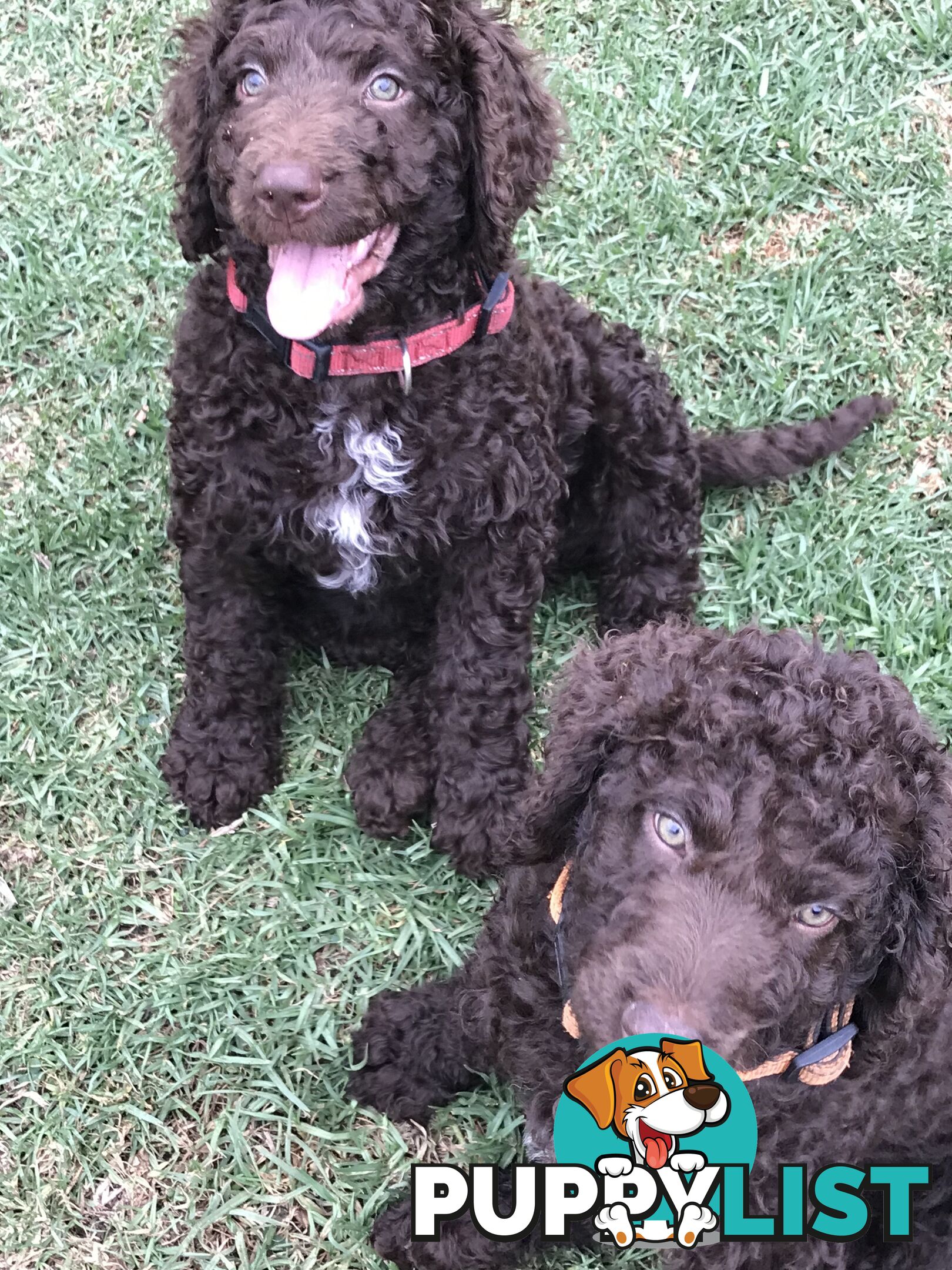 Poodle X Curly Coated Retriever Puppies.