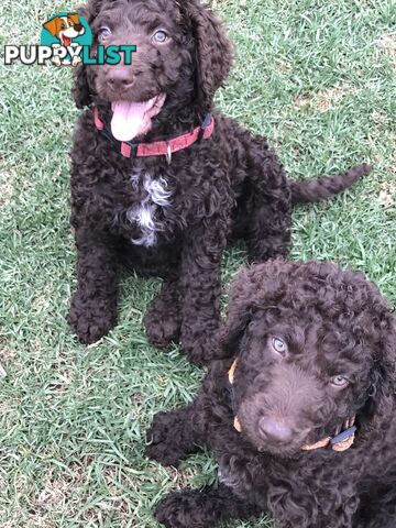 Poodle X Curly Coated Retriever Puppies.