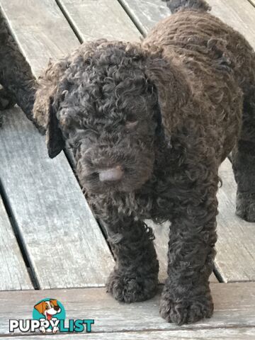 Poodle X Murray River / Curly Coated Retriever Puppies.