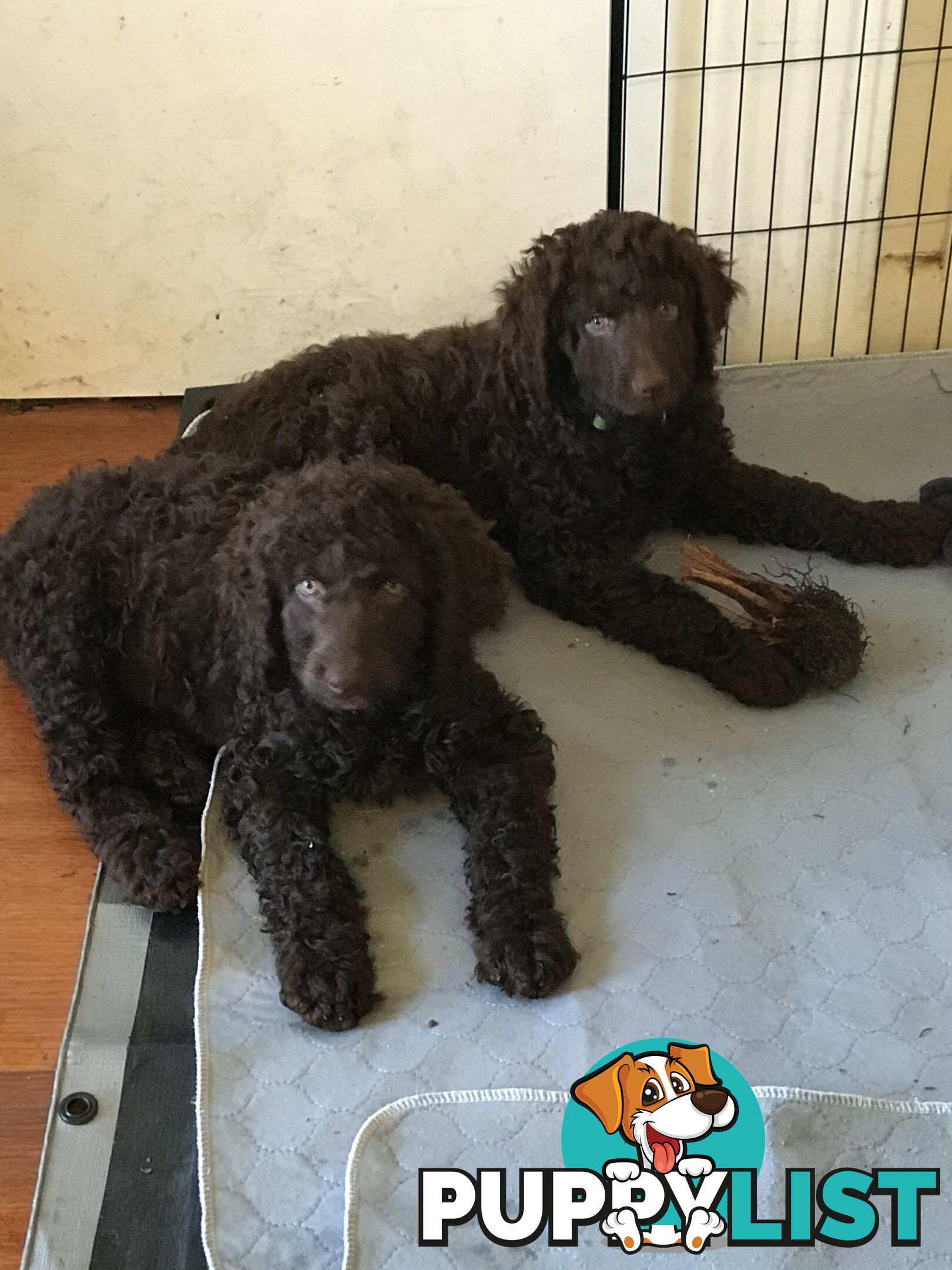 Poodle X Curly Coated Retriever Puppies.