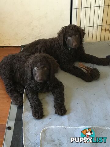 Poodle X Curly Coated Retriever Puppies.