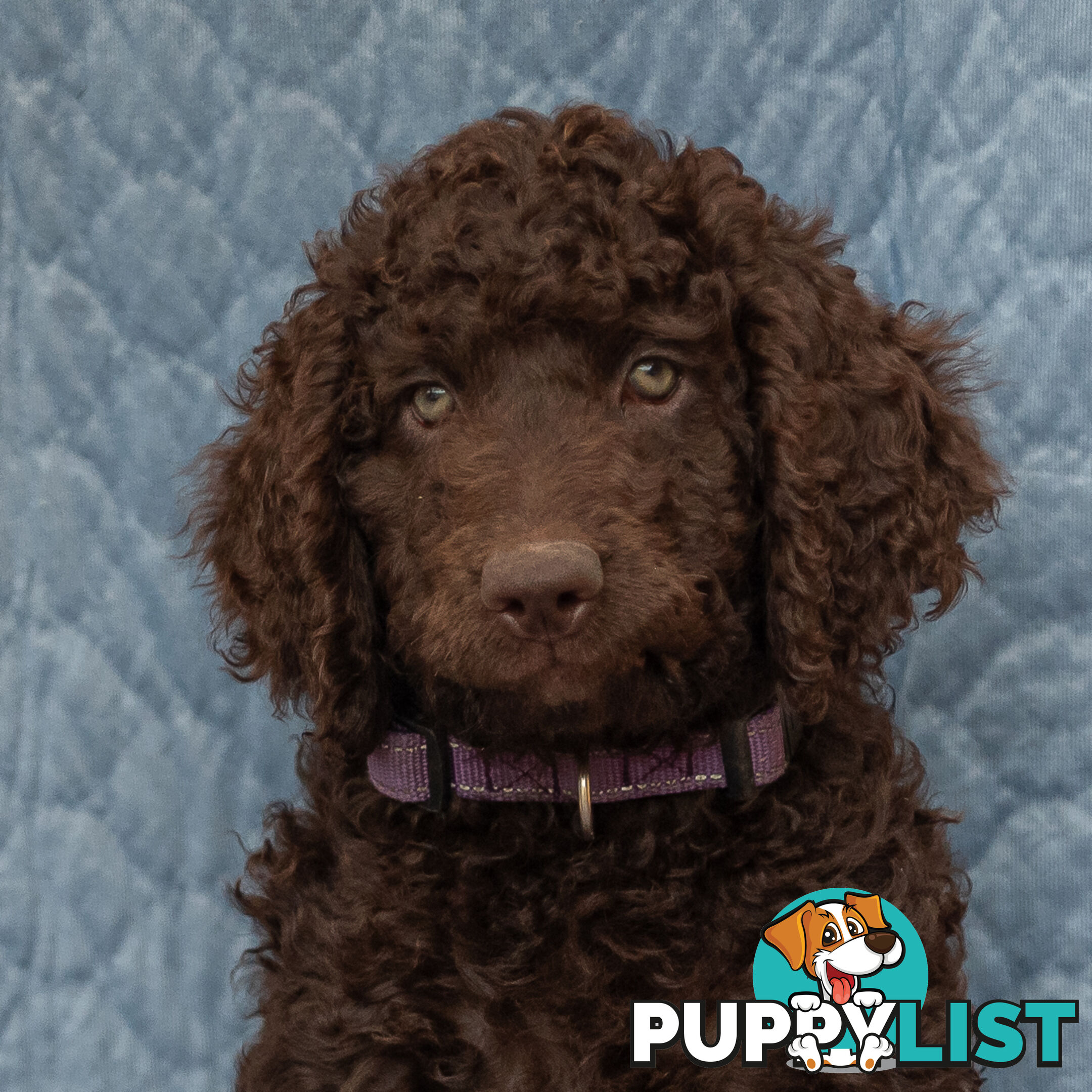 Poodle X Curly Coated Retriever Puppies.