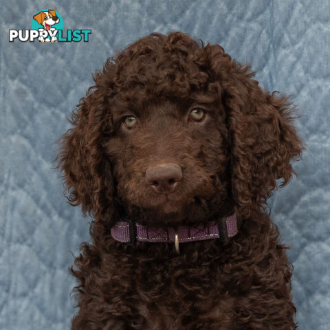 Poodle X Curly Coated Retriever Puppies.