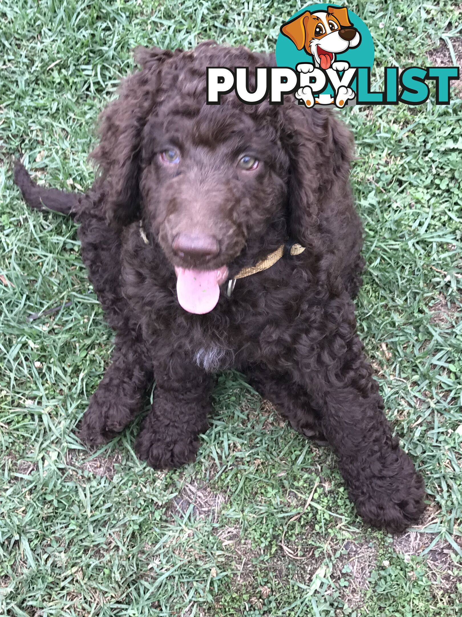 Poodle X Curly Coated Retriever Puppies.