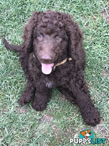 Poodle X Curly Coated Retriever Puppies.