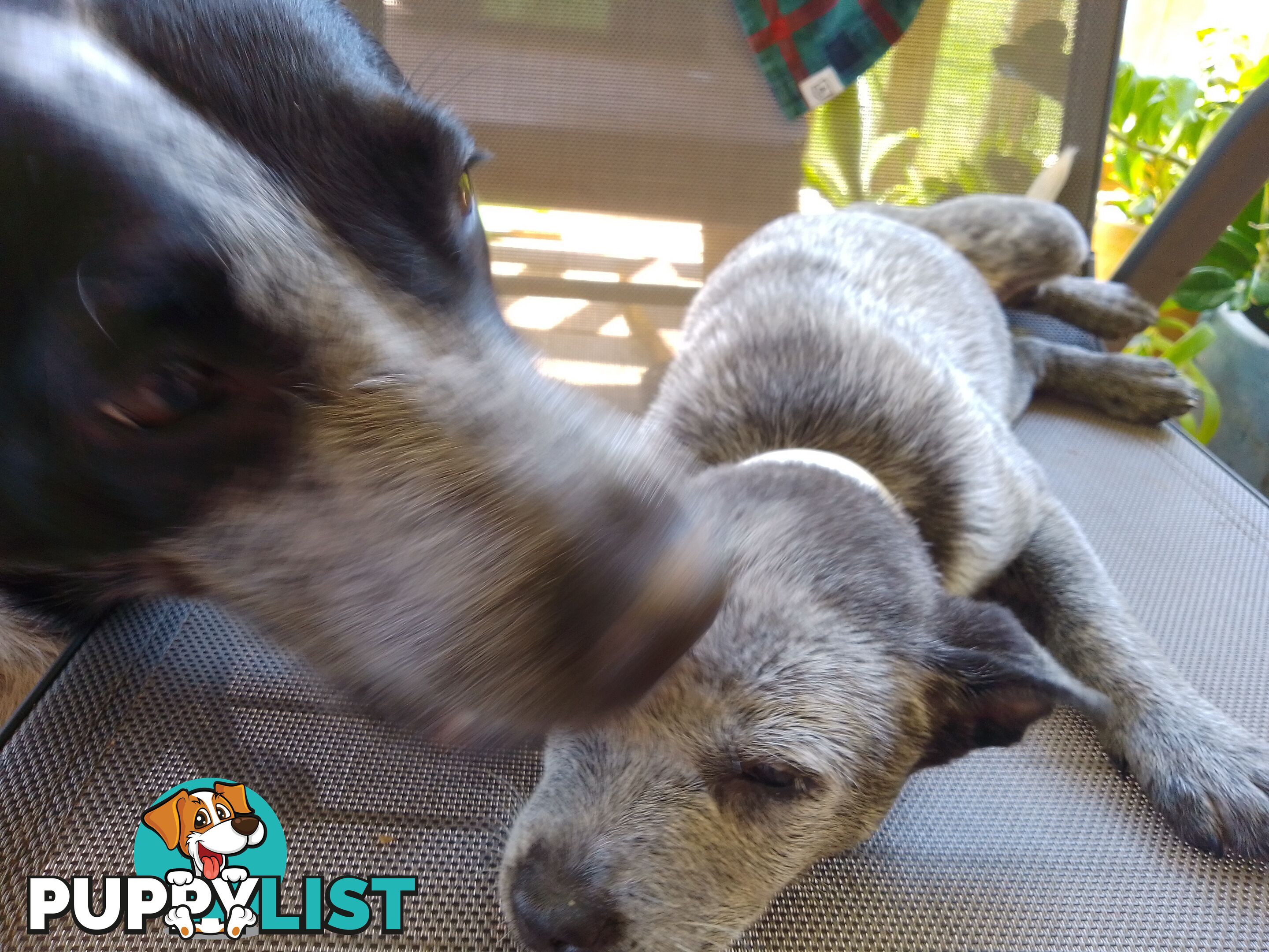 Australia Cattle Dog Puppies