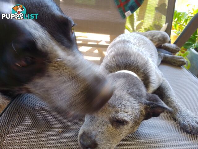 Australia Cattle Dog Puppies