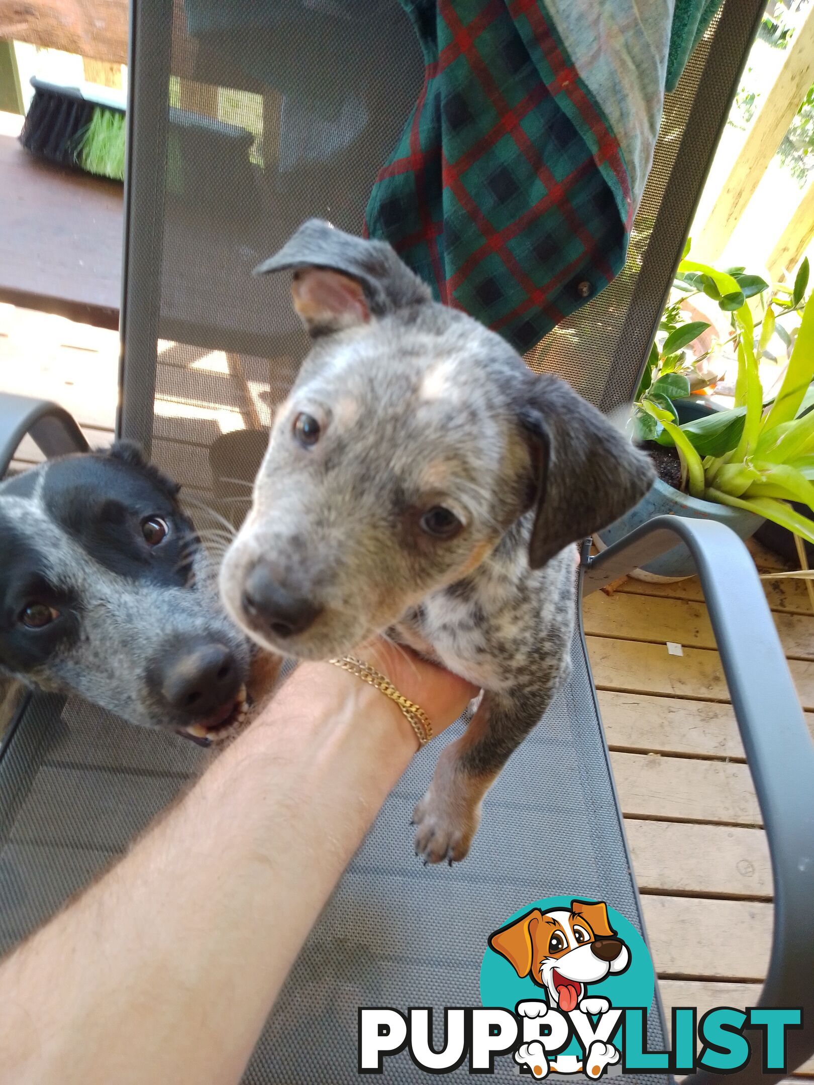 Australia Cattle Dog Puppies