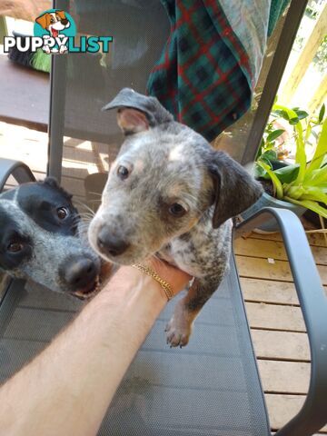 Australia Cattle Dog Puppies