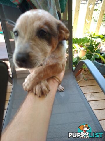 Blue & Red Heelers