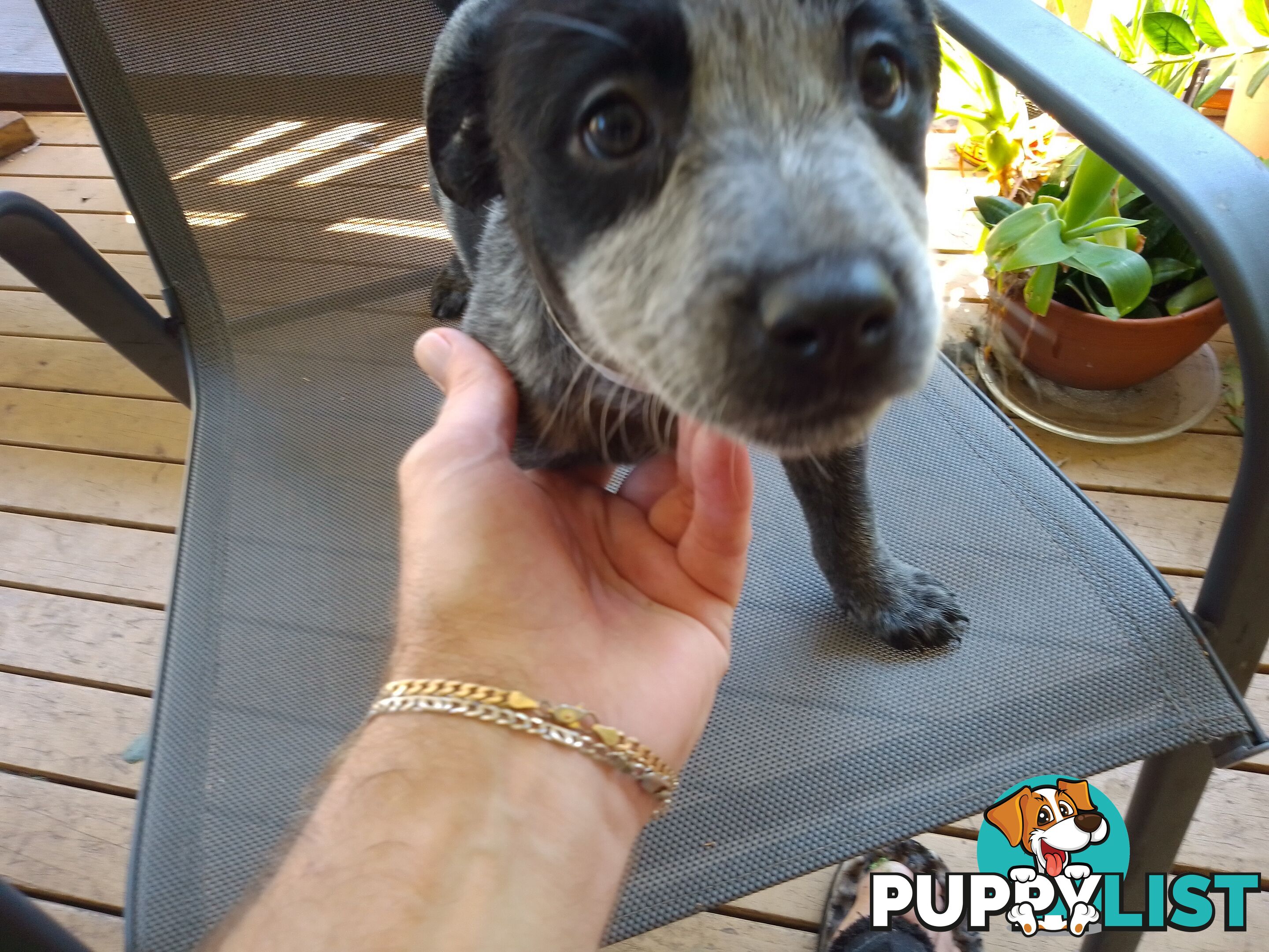 Australia Cattle Dog Puppies