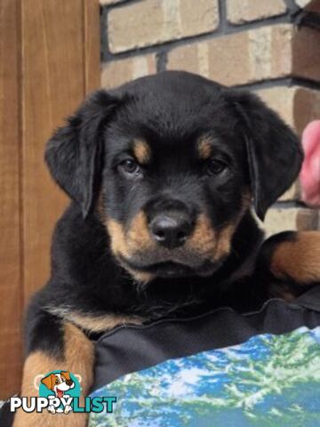 Purebred German Rottweiler Puppies