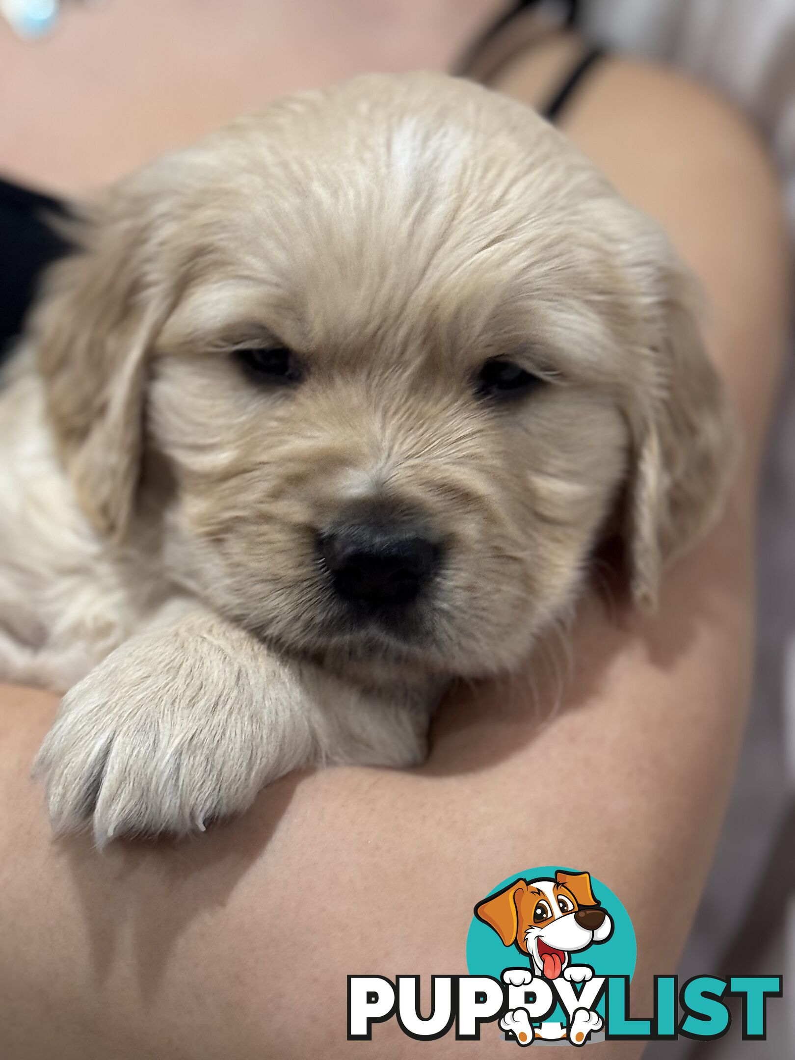Purebred Golden Retriever Puppies for Sale – 4 Gorgeous Companions Ready for New Homes!