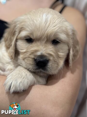 Purebred Golden Retriever Puppies for Sale – 4 Gorgeous Companions Ready for New Homes!
