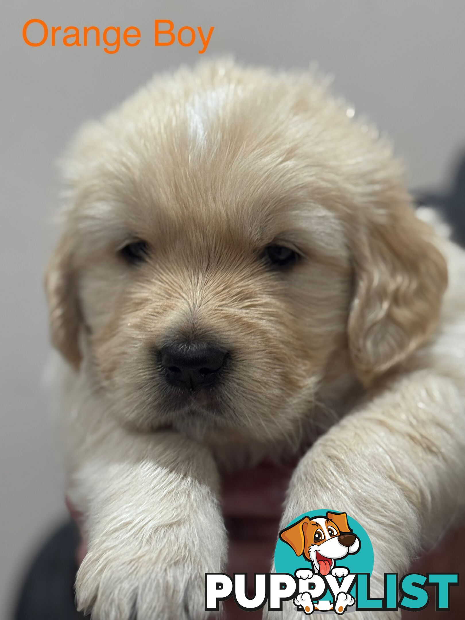 Purebred Golden Retriever Puppies for Sale – 4 Gorgeous Companions Ready for New Homes!