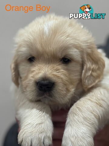 Purebred Golden Retriever Puppies for Sale – 4 Gorgeous Companions Ready for New Homes!