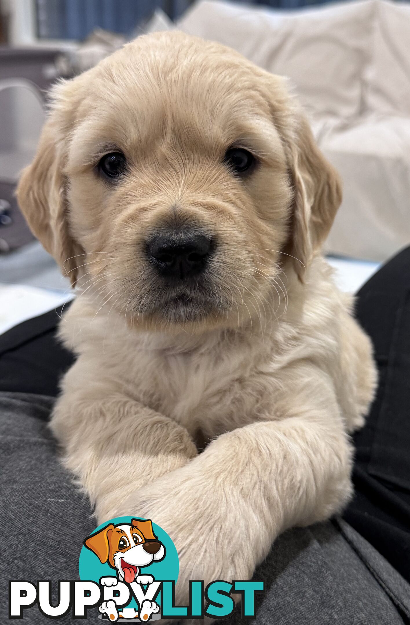 Purebred Golden Retriever Puppies for Sale – 4 Gorgeous Companions Ready for New Homes!