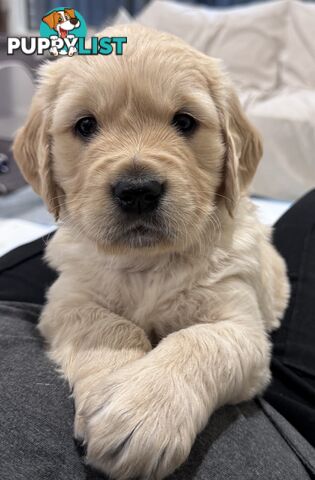 Purebred Golden Retriever Puppies for Sale – 4 Gorgeous Companions Ready for New Homes!