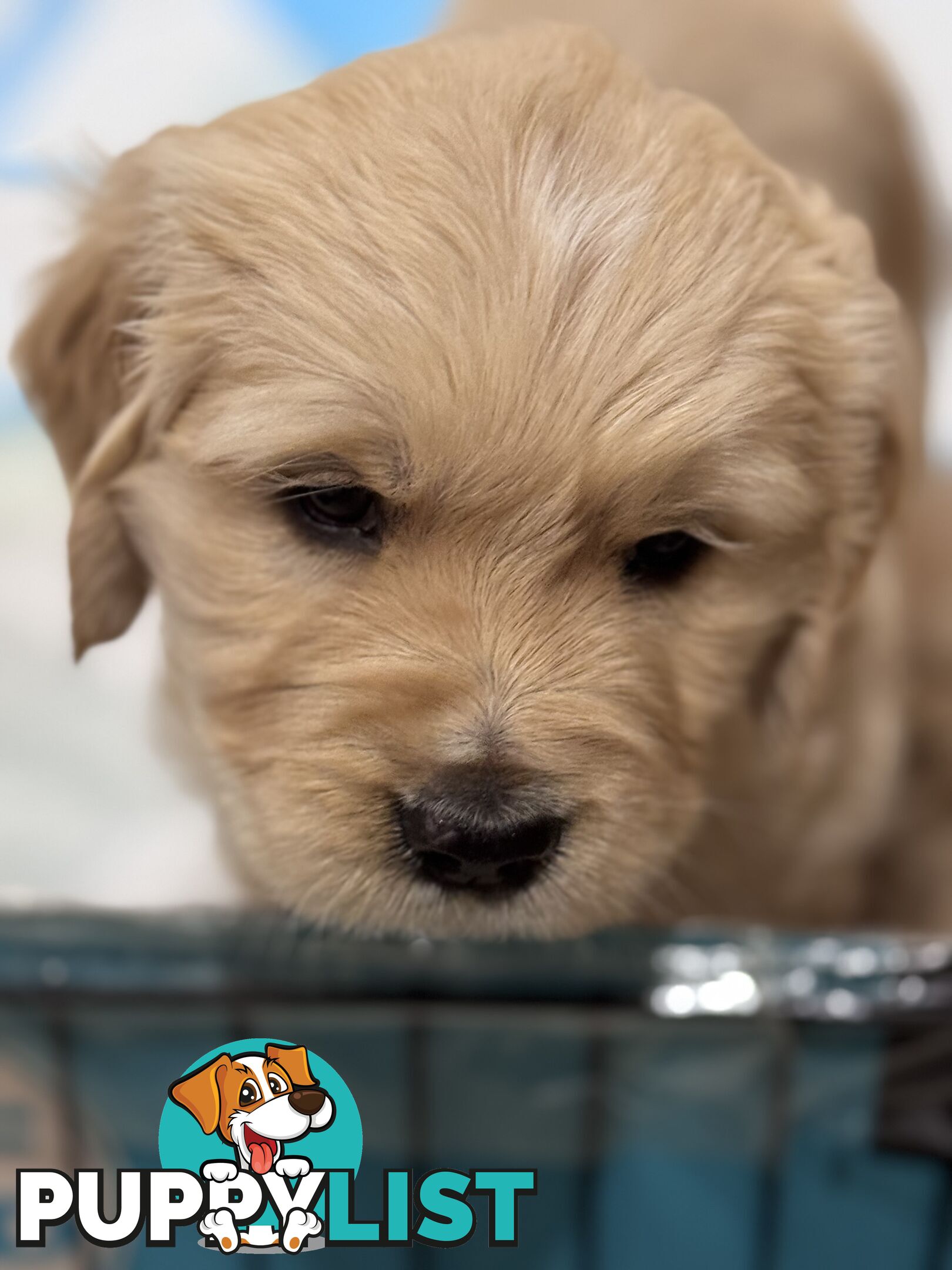 Purebred Golden Retriever Puppies for Sale – 4 Gorgeous Companions Ready for New Homes!