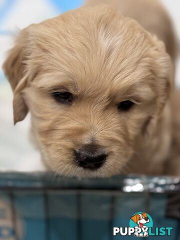 Purebred Golden Retriever Puppies for Sale – 4 Gorgeous Companions Ready for New Homes!