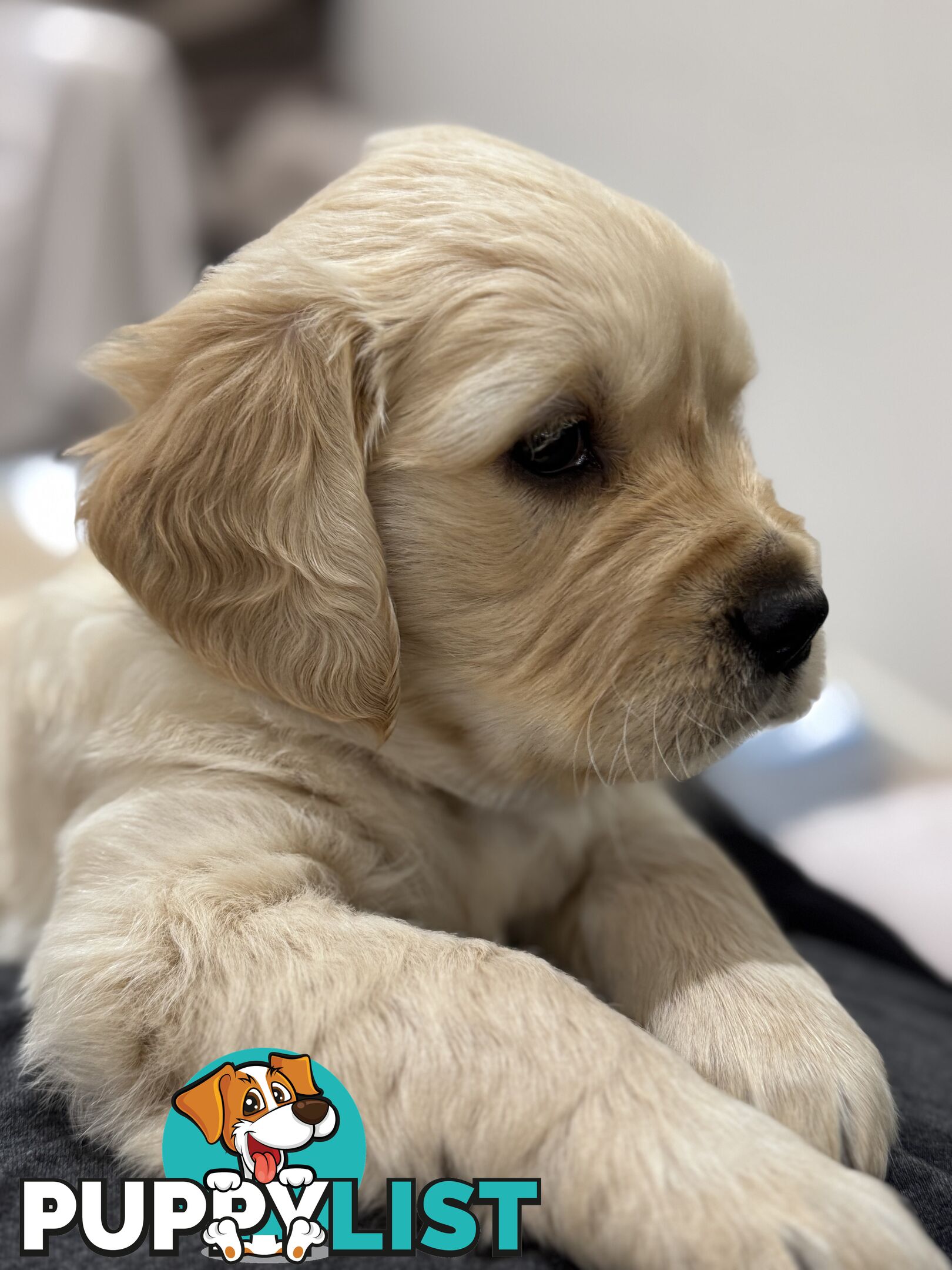 Purebred Golden Retriever Puppies for Sale – 4 Gorgeous Companions Ready for New Homes!