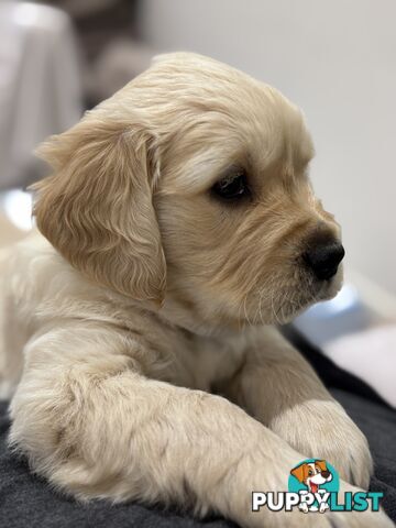 Purebred Golden Retriever Puppies for Sale – 4 Gorgeous Companions Ready for New Homes!