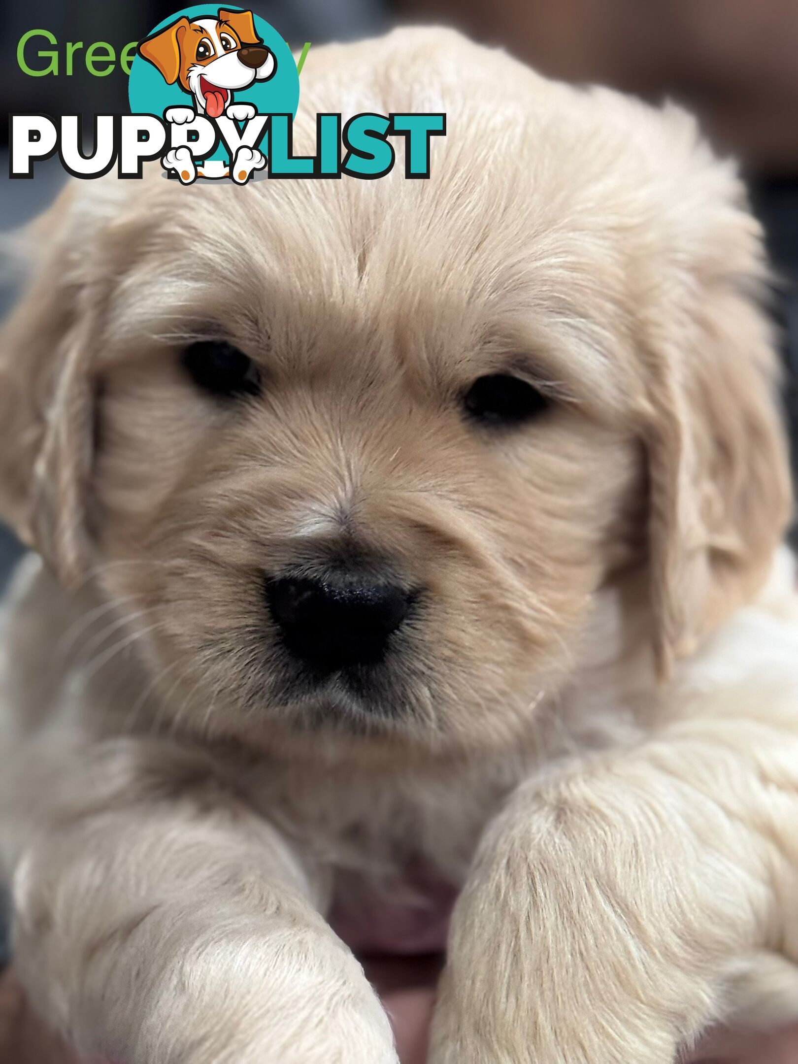 Purebred Golden Retriever Puppies for Sale – 4 Gorgeous Companions Ready for New Homes!