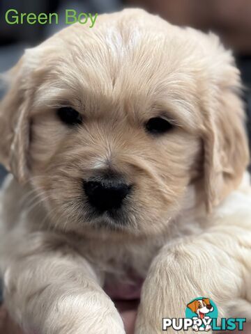Purebred Golden Retriever Puppies for Sale – 4 Gorgeous Companions Ready for New Homes!