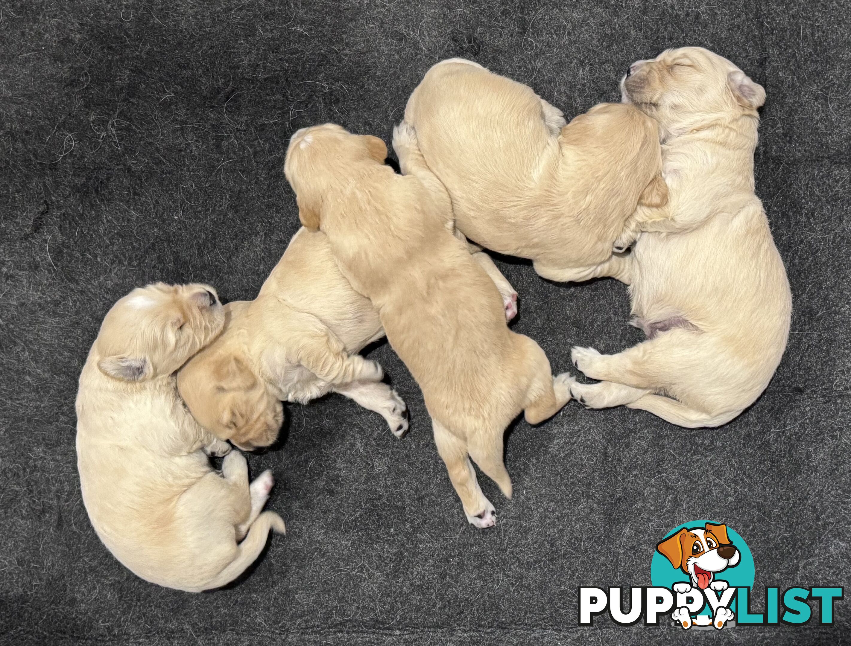 Purebred Golden Retriever Puppies for Sale – 4 Gorgeous Companions Ready for New Homes!