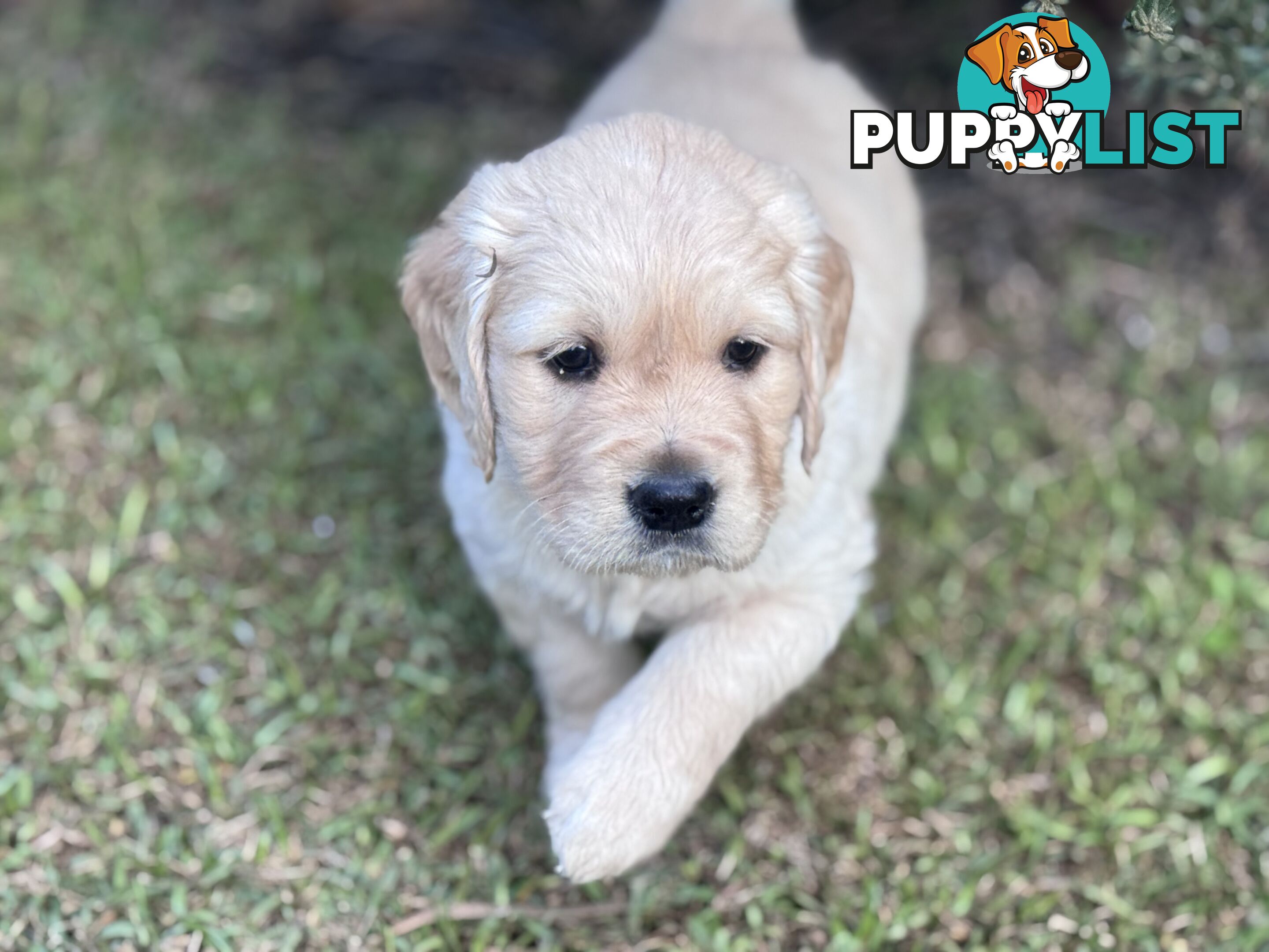 Purebred Golden Retriever Puppies for Sale – 4 Gorgeous Companions Ready for New Homes!
