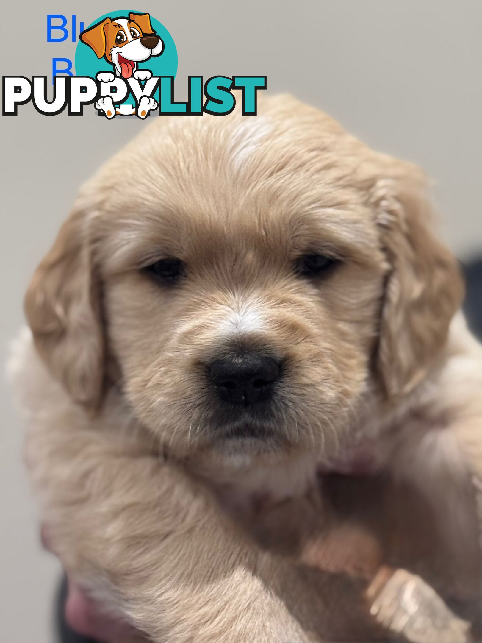 Purebred Golden Retriever Puppies for Sale – 4 Gorgeous Companions Ready for New Homes!