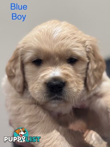 Purebred Golden Retriever Puppies for Sale – 4 Gorgeous Companions Ready for New Homes!