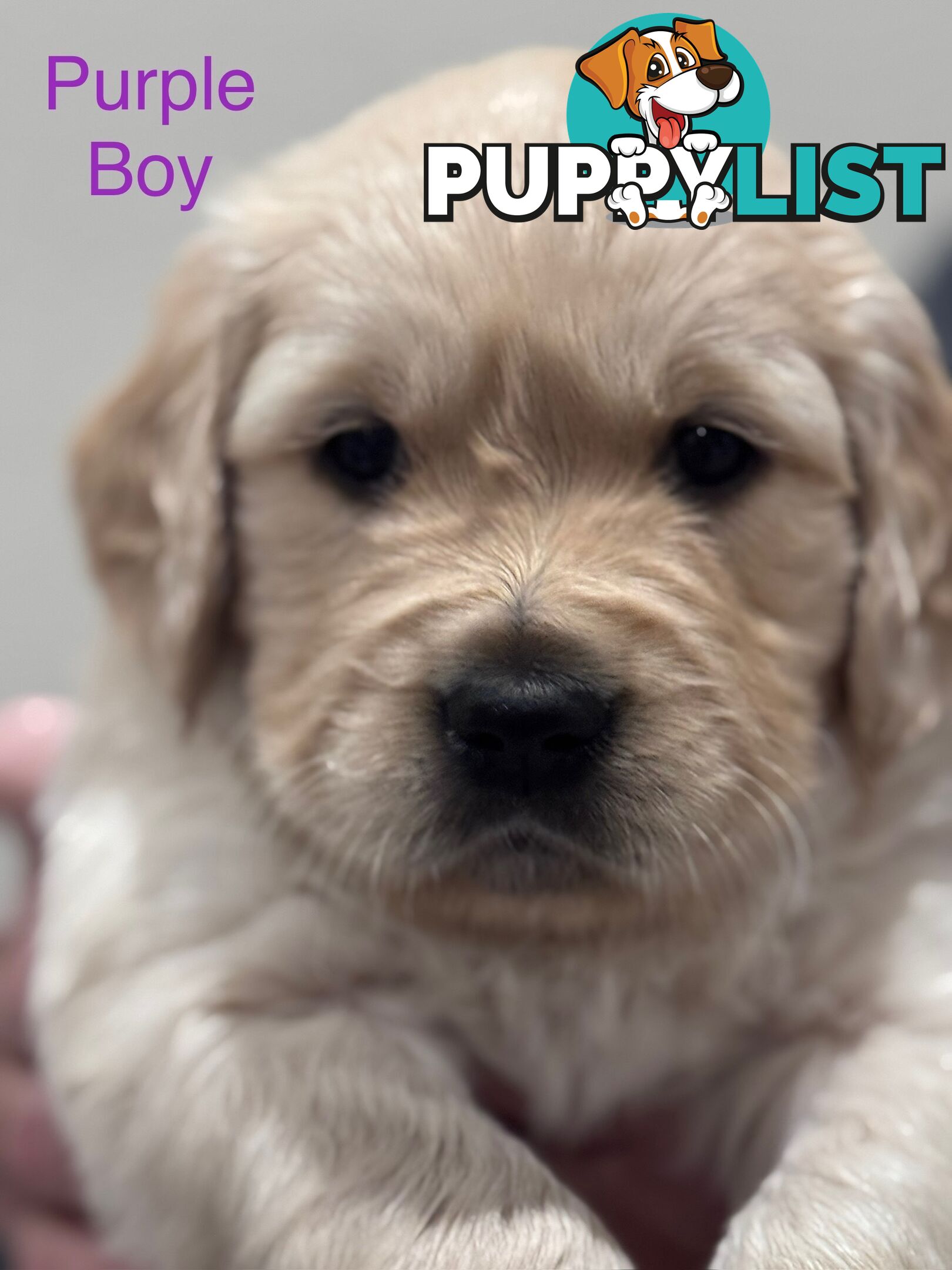 Purebred Golden Retriever Puppies for Sale – 4 Gorgeous Companions Ready for New Homes!
