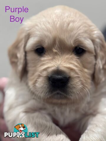 Purebred Golden Retriever Puppies for Sale – 4 Gorgeous Companions Ready for New Homes!