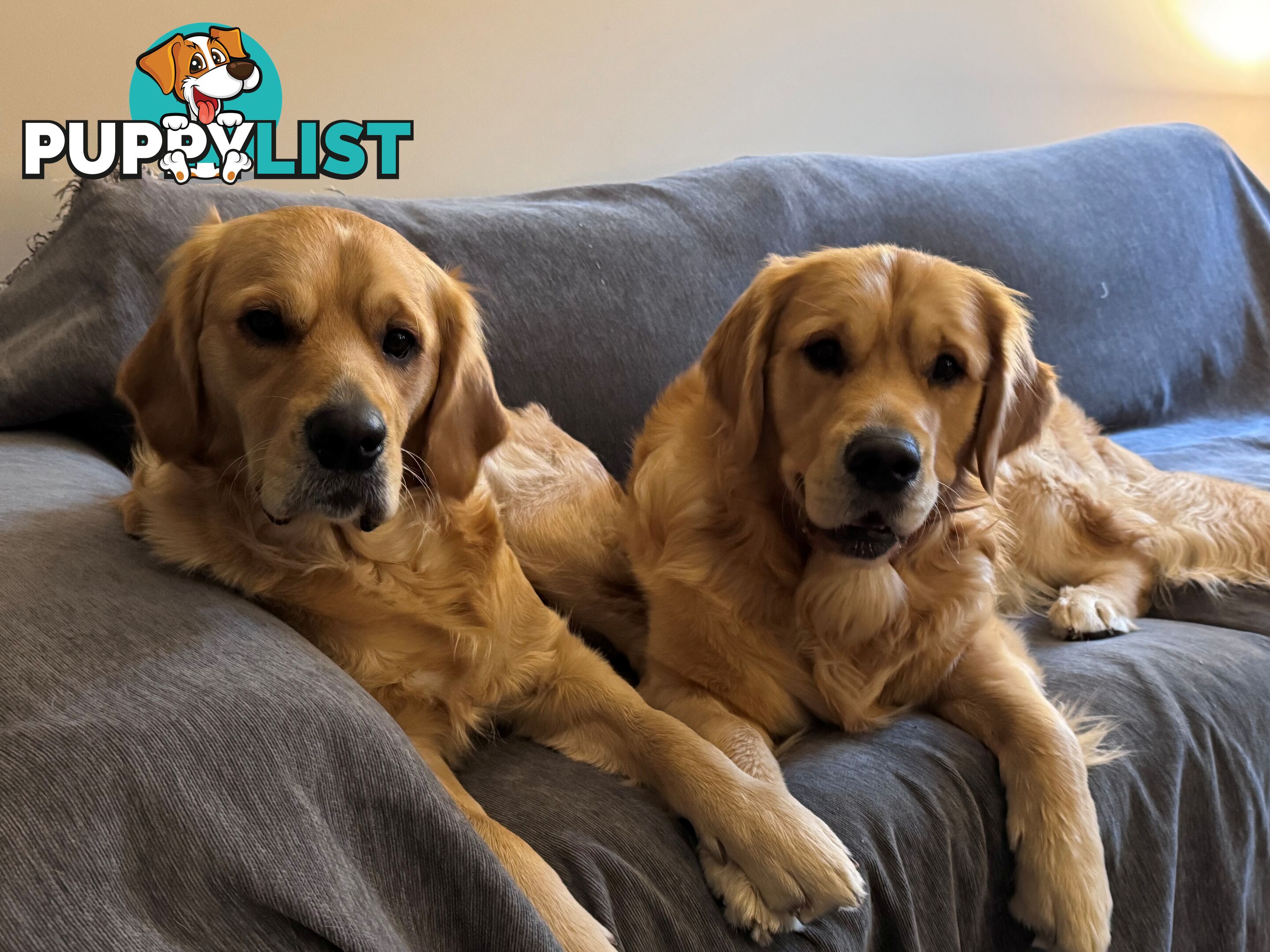 Purebred Golden Retriever Puppies for Sale – 4 Gorgeous Companions Ready for New Homes!