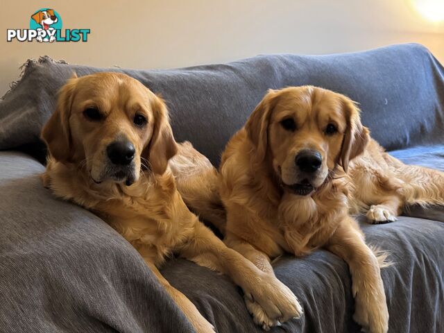 Purebred Golden Retriever Puppies for Sale – 4 Gorgeous Companions Ready for New Homes!