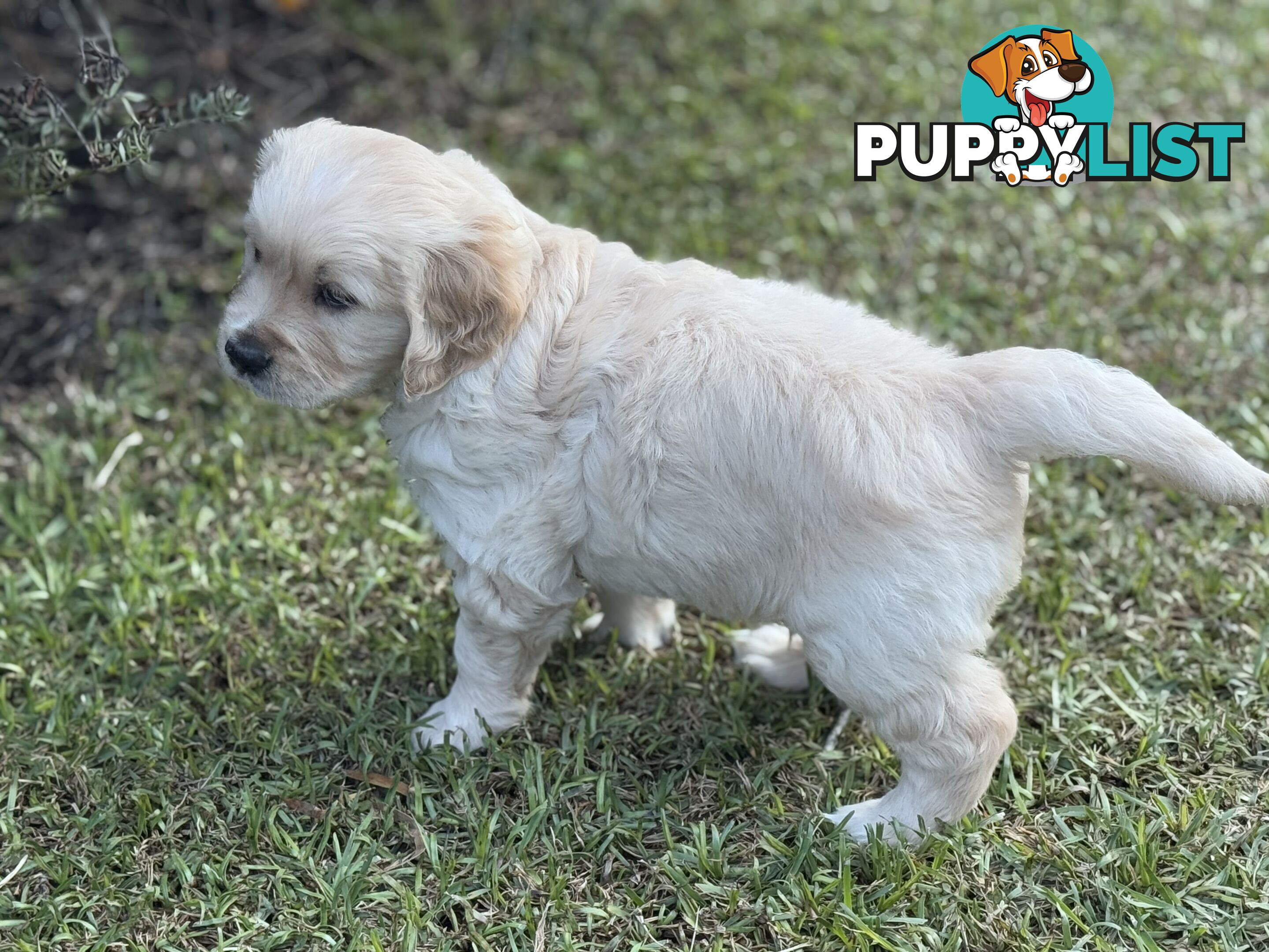 Purebred Golden Retriever Puppies for Sale – 4 Gorgeous Companions Ready for New Homes!