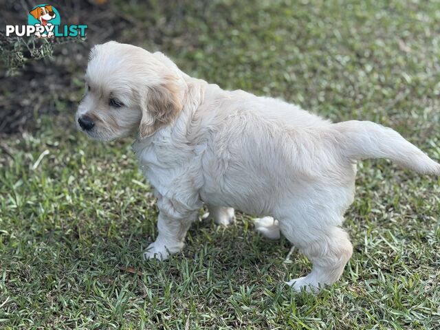 Purebred Golden Retriever Puppies for Sale – 4 Gorgeous Companions Ready for New Homes!