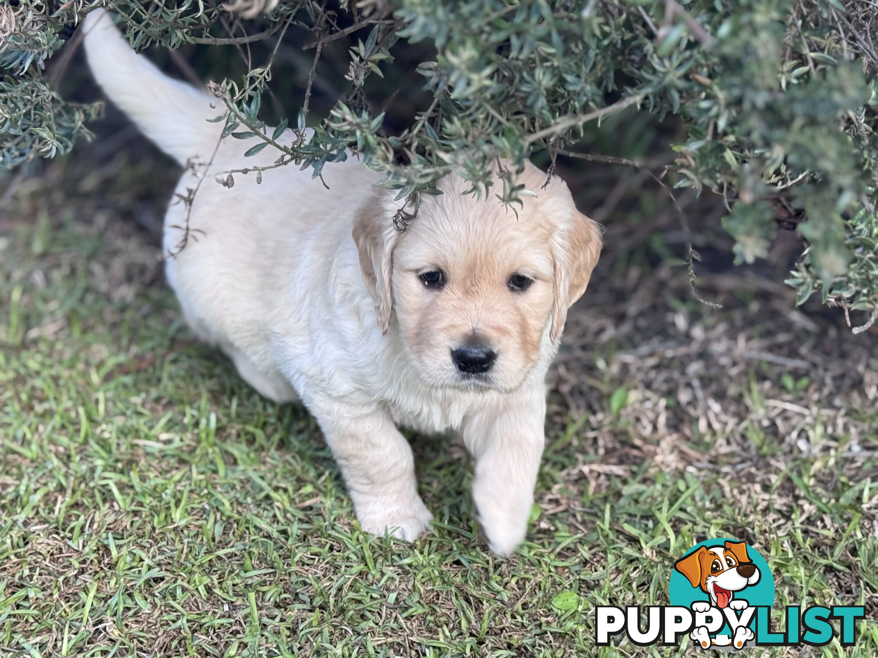 Purebred Golden Retriever Puppies for Sale – 4 Gorgeous Companions Ready for New Homes!